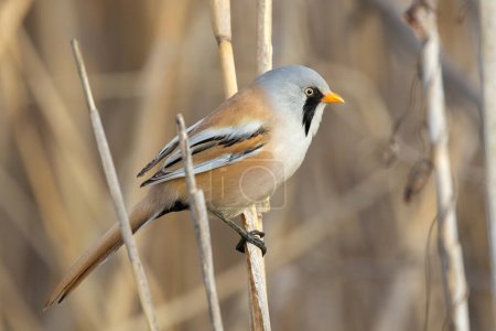 male bearded reedling perched on reed twig (Panurus biarmicus)