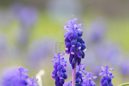 Pseudomuscari azureum in full bloom over out of focus background, the colorful azure grape hyacinth