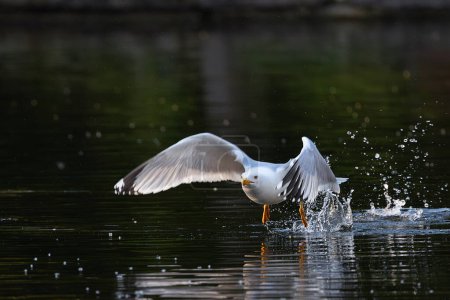 yellow legged gull taking flight from water surface (Larus michahellis)