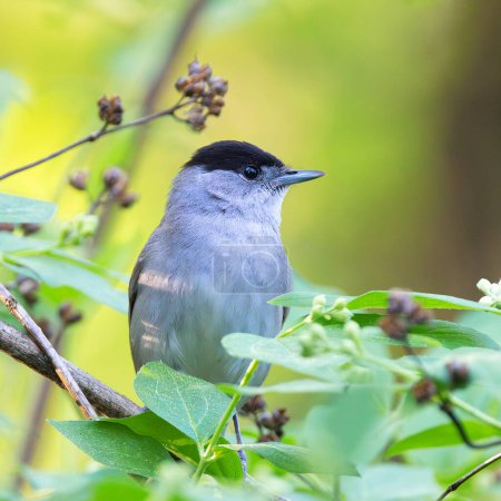 side view of male eurasian blackcap in the bushes (Sylvia atricapilla); this is a beautiful singing bird present in urban parks and gardens
