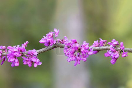 Cercis chinensis in voller Blüte, der Judasbaum blüht im zeitigen Frühjahr rosa, Fokusstapel