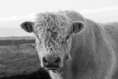 black and white portrait of a scary galloway bull looking at the camera