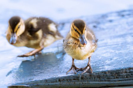 awesome newborn mallard ducklings at the duck pond in the city park (Anas platyrhynchos)