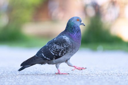 Téléchargez les photos : Fier pigeon marche sur l'allée du parc (Columba livia) - en image libre de droit