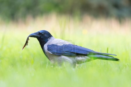 hooded crow hunting for newts in the park (Corvus corone cornix)