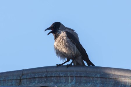 Photo for Angry hooded crow on top of the roof (Corvus corone cornix) - Royalty Free Image