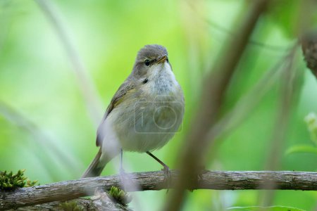Photo for Common chiffchaff hiding into the bushes (Phylloscopus collybita) - Royalty Free Image