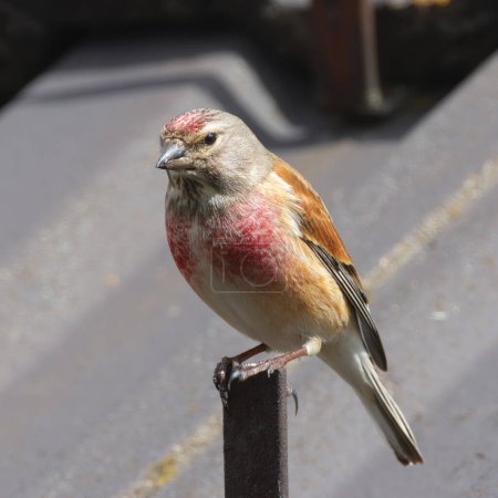 common linnet on top of a house roof, image taken in spring with male showing breeding colorful plumage (Linaria cannabina)