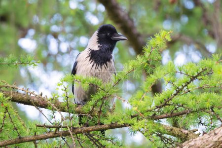 hooded crow perched in a larch tree (Corvus corone cornix)