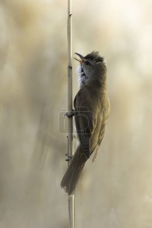 male great reed warbler in natural habitat (Acrocephalus arundinaceus), bird singing in mating season