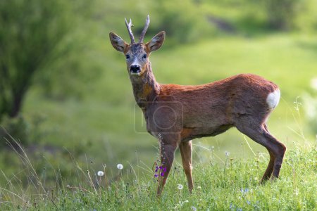 curious roe deer buck in natural habitat (Capreolus capreolus)