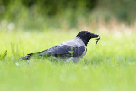 hungry hooded crow hunting for newts (Corvus corone cornix)