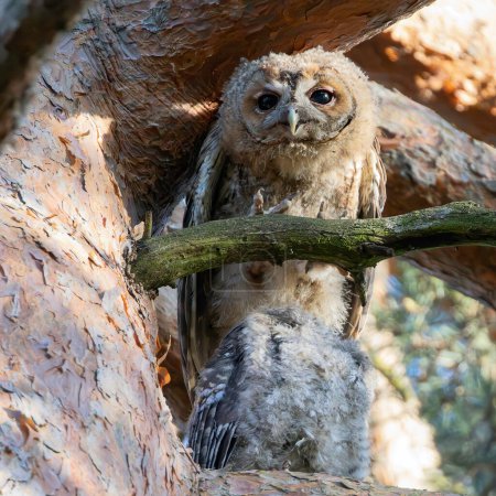 juvenile curious tawny owl up in a pine tree (Strix aluco)
