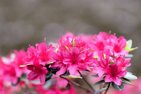 detalle de flores de rododendro rosa (Rhododendron molle japonica), pila de enfoque