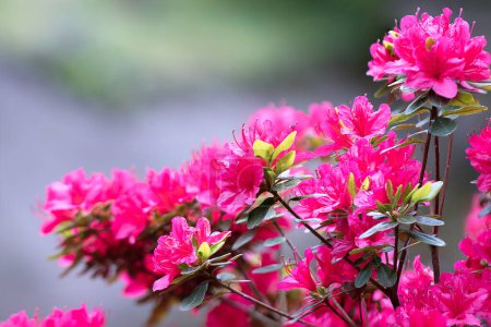 buisson de fleurs colorées en fleur de fuill (Rhododendron molle japonika rose)