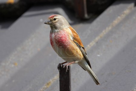 linnet commun mâle en gros plan, oiseau sauvage en zone urbaine, au sommet d'une maison (Linaria cannabina) ; plumage de saison de reproduction magnifique 