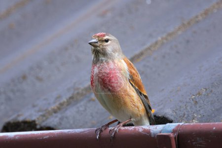common linnet in urban area, bird on top of a house (Linaria cannabina)