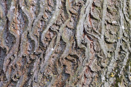 interesting natural pattern of linder tree bark, real texture for your design