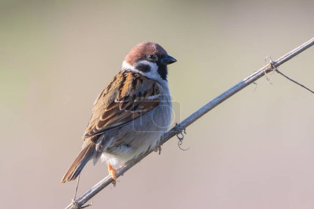 male eurasian tree sparrow over out of focus background (Passer montanus); these specie is more common in rural areas accross Europe