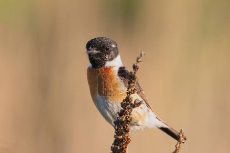 male common stonechat closeup over out of focus background (Saxicola torquatus)