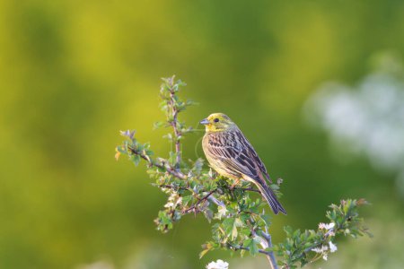 male yellowhammer in natural habitat, wild bird over green out of focus background (Emberiza citrinella)