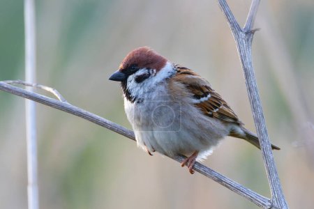 male eurasian tree sparrow closeup (Passer montanus)