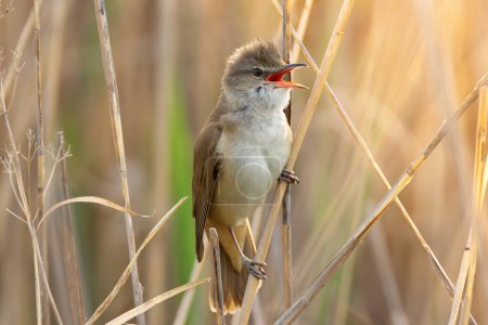 great reed warbler singing in mating season (Acrocephalus arundinaceus)