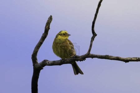 male yellowhammer on dead tree at sunset (Emberiza citrinella)