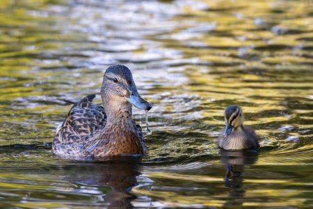madre ánade real con polluelo joven (Anas platyhnynchos) nadando en el estanque