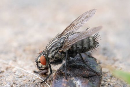 flesh fly macro shot, focus stacking image (Sacrophaga carnaria)