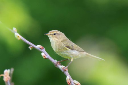 Photo for Male common chiffchaff on a branch (Phylloscopus collybita) - Royalty Free Image