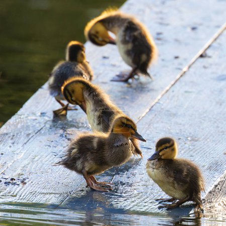 mallard ducklings at dawn standing on a wooden deck at the duck pond in the city park (Anas platyrhynchos)
