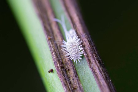 Blattlausmakro auf Zimmerpflanze geschossen: Diese Geschöpfe sind ernsthafte Schädlinge für Zimmerpflanzen