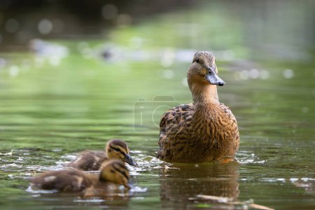 Photo for Mother mallard duck with young ducklings swiming on pond (Anas platyrhynchos) - Royalty Free Image