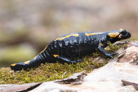 full length fire salamander in natural habitat (Salamandra salamandra)
