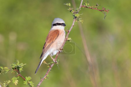 Photo for Red backed shrike on a twig (Lanius collurio), image taken in natural habitat - Royalty Free Image