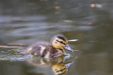 tiny mallard duckling on pond (Anas platyrhynchos)