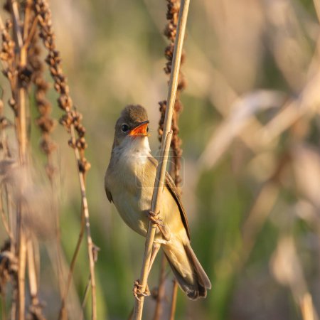 Téléchargez les photos : Paruline des marais en saison de reproduction (Acrocephalus palustris), oiseau chantant sur rameau de roseau - en image libre de droit