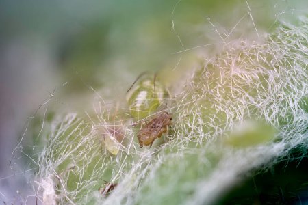 extreme macro photo of small plum aphids, a common pest of houseplants (Hyalopterus pruni)