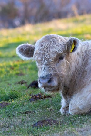 portrait of a galloway calf on natural meadow