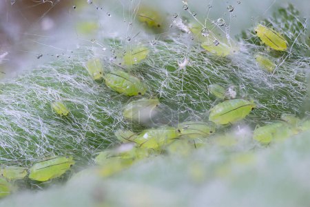 extreme macro shot of small plum aphids (Hyalopterus pruni)