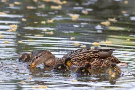 mallard duck with youngsters (newborn ducklings) on pond (Anas platyrhynchos)