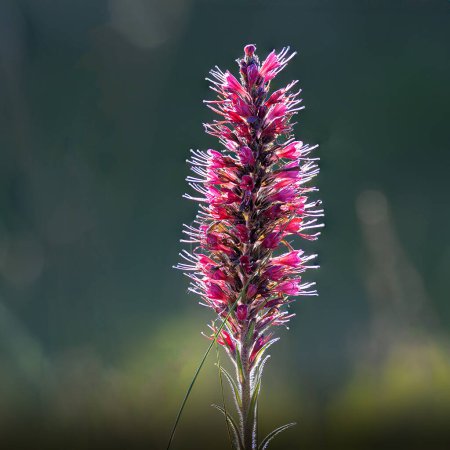 Wiesenbistort in voller Blüte, Fokusbild (Persicaria bistorta)