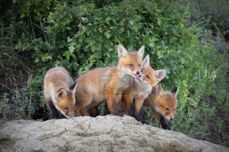 red fox cubs playing in front of the den (Vulpes vulpes)