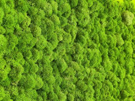 Foto de Close-up surface of the wall covered with green moss. Modern eco friendly decor made of colored stabilized moss. Natural background for design and text. - Imagen libre de derechos