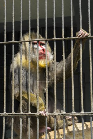 Téléchargez les photos : Singe mandrin dans la cage du zoo - en image libre de droit