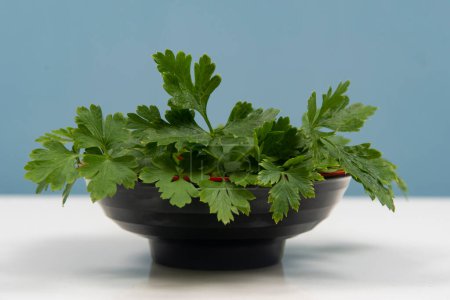 Photo for Parsley in a bowl isolated without anyone. - Royalty Free Image