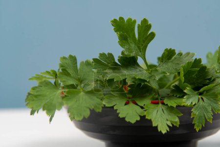 Photo for Parsley in a bowl isolated without anyone. - Royalty Free Image