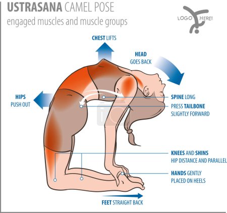 Foto de Vector illustration of muscels used in Yoga Camel Pose. Yoga Anatomy (Ustrasana) - Imagen libre de derechos