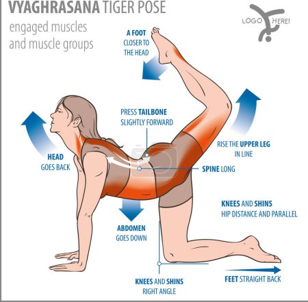 Foto de Vector illustration of muscels used in Yoga Tiger Pose. Yoga Anatomy (vyaghrasana) - Imagen libre de derechos